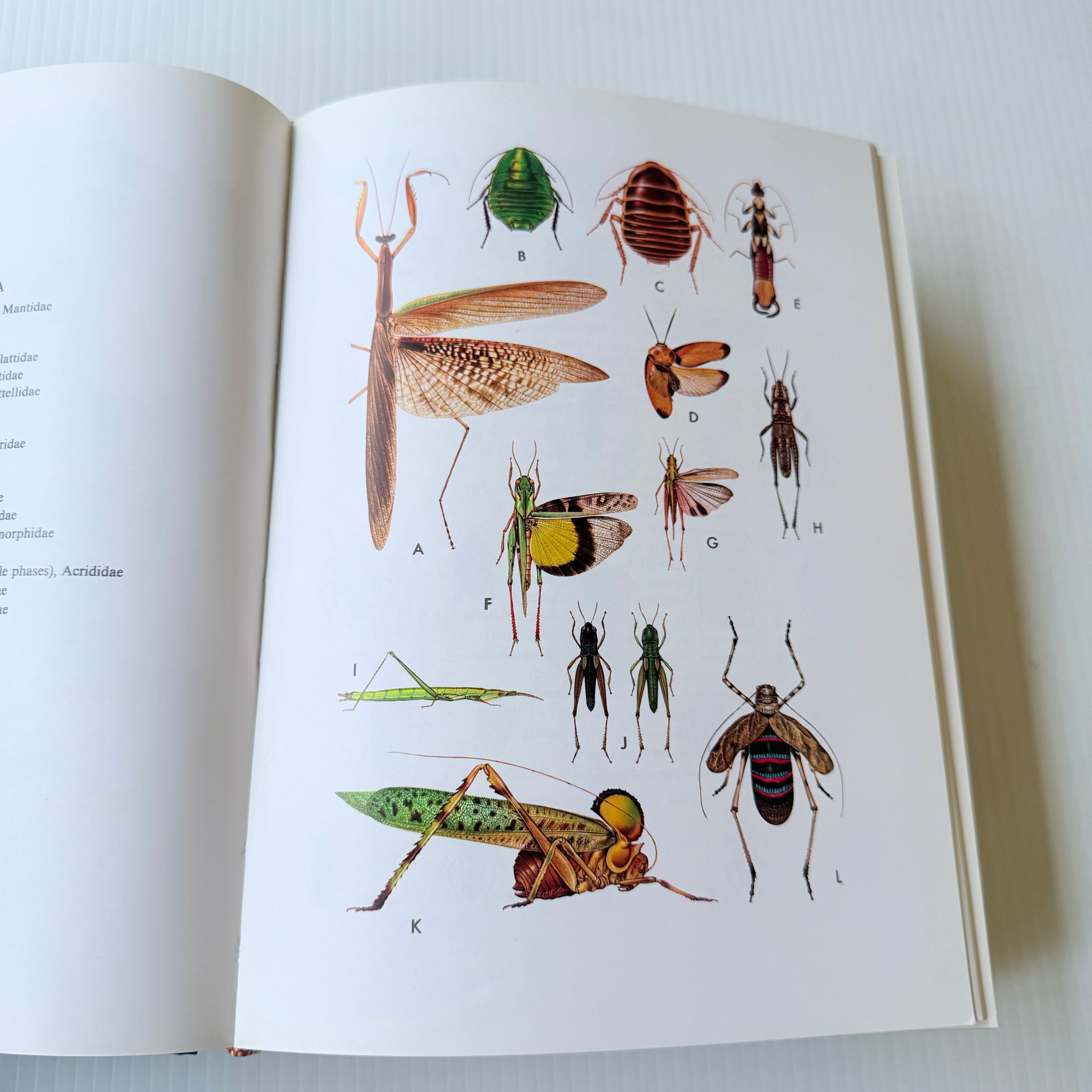 Csiro Insect The Insects Of Australia A Textbook for Students and Research Workers ...