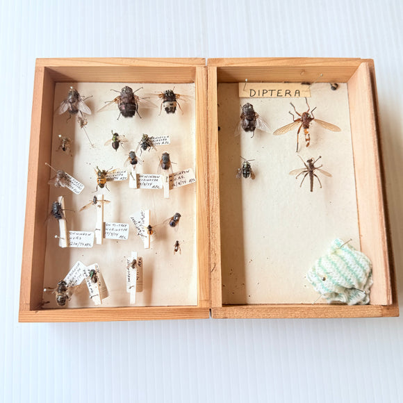 Vintage Entomological Specimen Storage Box Real Diptera Flies Insects