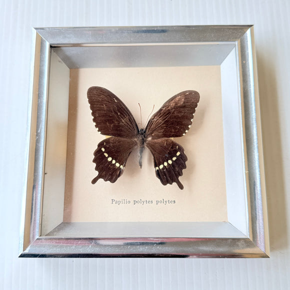 Vintage Framed Real Butterfly Specimen Papilio Polytes Polytes