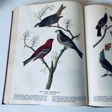 The Birds Of America By John James Audubon HC Book 1946 Facsimile Macmillan