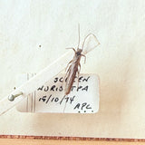 Vintage Entomological Specimen Storage Box Real Dermaptera Blattodea Insects