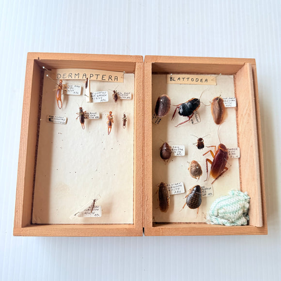 Vintage Entomological Specimen Storage Box Real Dermaptera Blattodea Insects