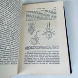 The Biology Of Insects By George H. Carpenter Vintage Hardcover Book 1928